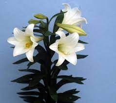 Easter Lilies Orders Due @ Clinton First United Methodist Church | Clinton | Indiana | United States